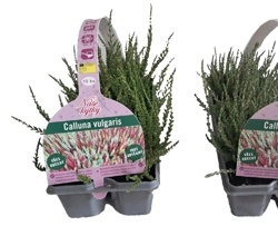 VRES OBYČAJNÝ (CALLUNA VULGARIS)