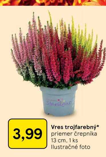Vres trojfarebný priemer črepníka 13 cm, 1 ks